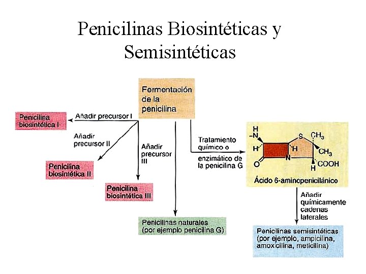 Penicilinas Biosintéticas y Semisintéticas 