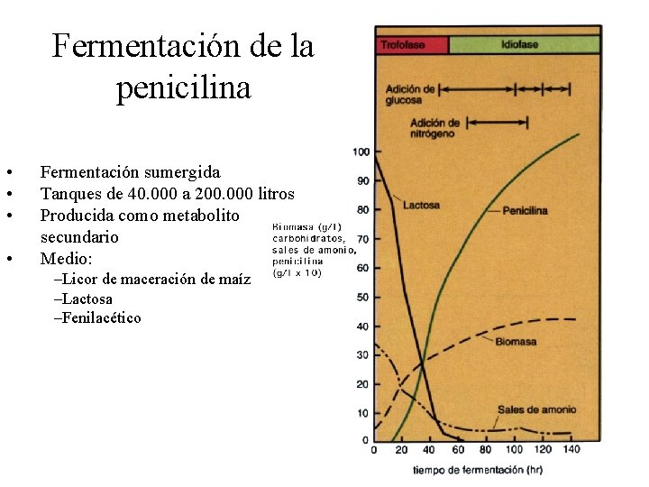 Fermentación de la penicilina • • Fermentación sumergida Tanques de 40. 000 a 200.