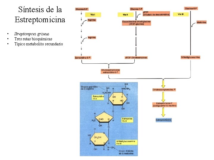 Síntesis de la Estreptomicina • • • Streptomyces griseus Tres rutas bioquímicas Típico metabolito