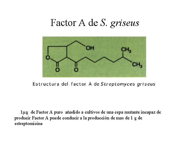 Factor A de S. griseus 1µg de Factor A puro añadido a cultivos de