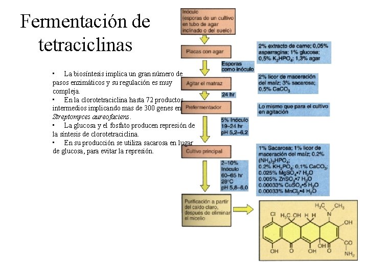 Fermentación de tetraciclinas • La biosíntesis implica un gran número de pasos enzimáticos y