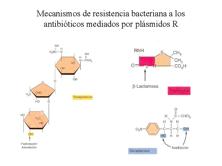 Mecanismos de resistencia bacteriana a los antibióticos mediados por plásmidos R 