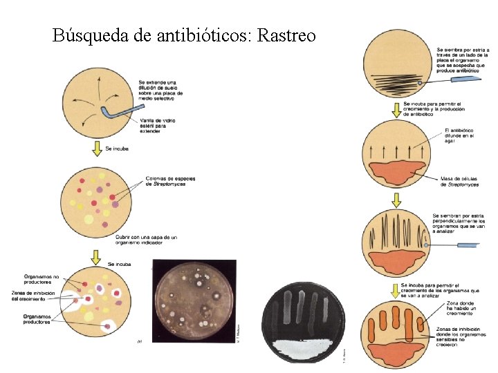 Búsqueda de antibióticos: Rastreo 