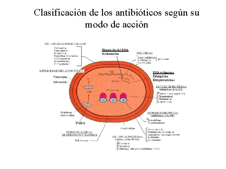 Clasificación de los antibióticos según su modo de acción Elongación del RNA Actinomicina RNA