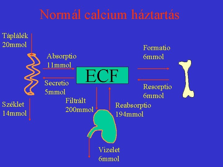 Normál calcium háztartás Táplálék 20 mmol Absorptio 11 mmol Széklet 14 mmol Formatio 6