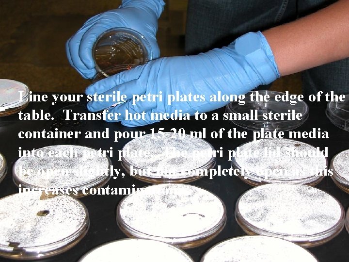 Line your sterile petri plates along the edge of the table. Transfer hot media