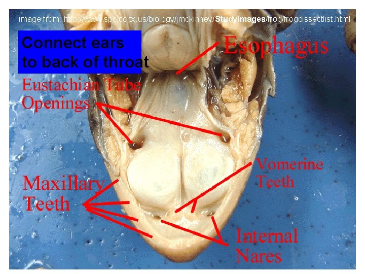 image from: http: //www. spc. cc. tx. us/biology/jmckinney/Studyimages/frogdissectlist. html Connect ears to back of