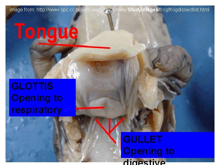 image from: http: //www. spc. cc. tx. us/biology/jmckinney/Studyimages/frogdissectlist. html GLOTTIS Opening to respiratory GULLET