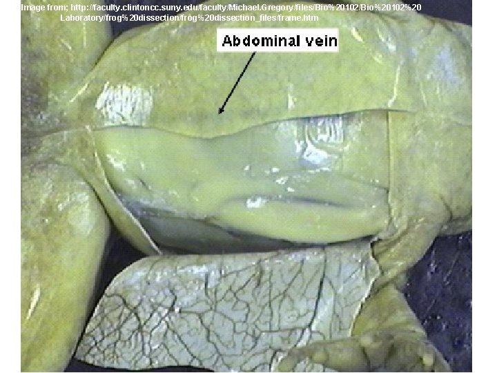 Image from; http: //faculty. clintoncc. suny. edu/faculty/Michael. Gregory/files/Bio%20102%20 Laboratory/frog%20 dissection_files/frame. htm 