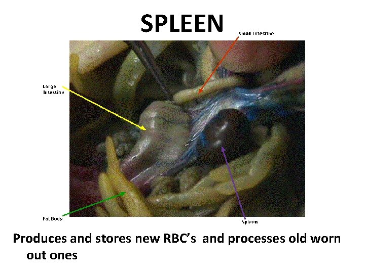 SPLEEN Produces and stores new RBC’s and processes old worn out ones 