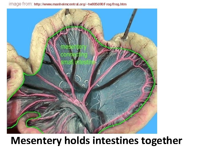 image from: http: //www. manheimcentral. org/~tw 005690/Frog/frog. htm Mesentery holds intestines together 