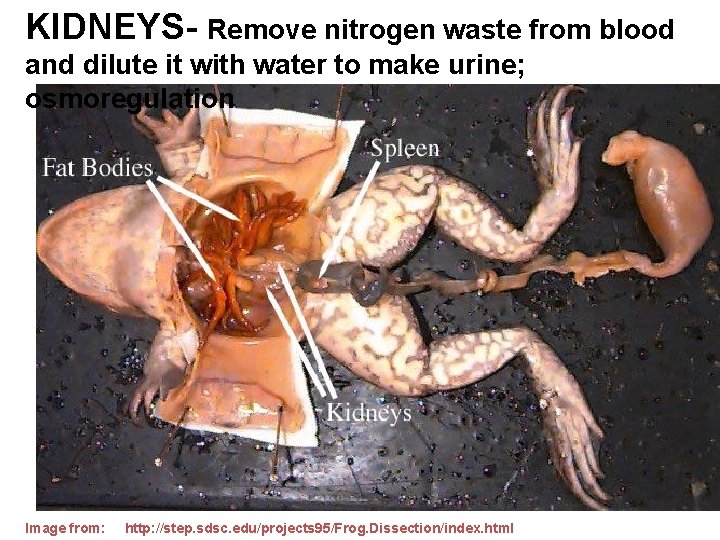 KIDNEYS- Remove nitrogen waste from blood and dilute it with water to make urine;