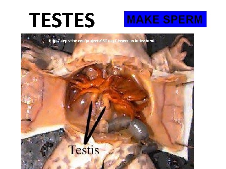 TESTES MAKE SPERM http: //step. sdsc. edu/projects 95/Frog. Dissection/index. html 