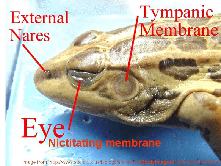 Nictitating membrane image from: http: //www. spc. cc. tx. us/biology/jmckinney/Studyimages/frogdissectlist. htm 