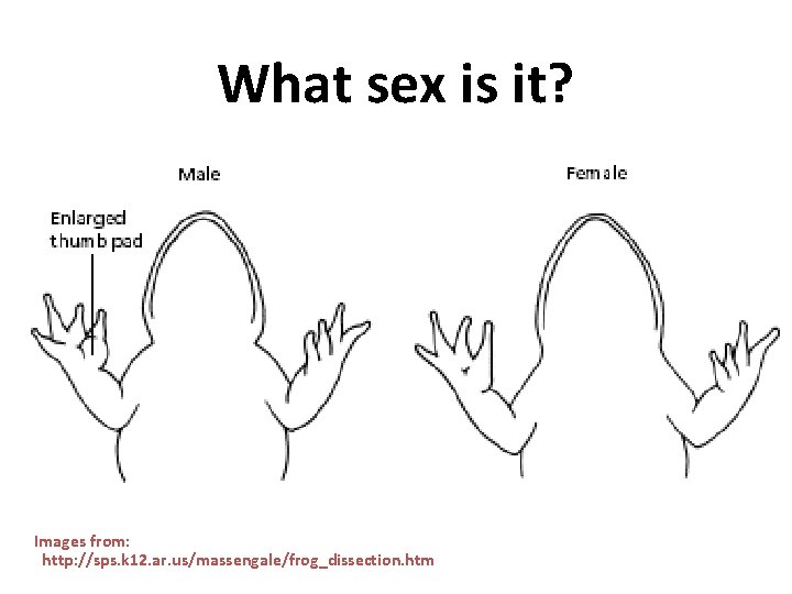 What sex is it? Images from: http: //sps. k 12. ar. us/massengale/frog_dissection. htm 