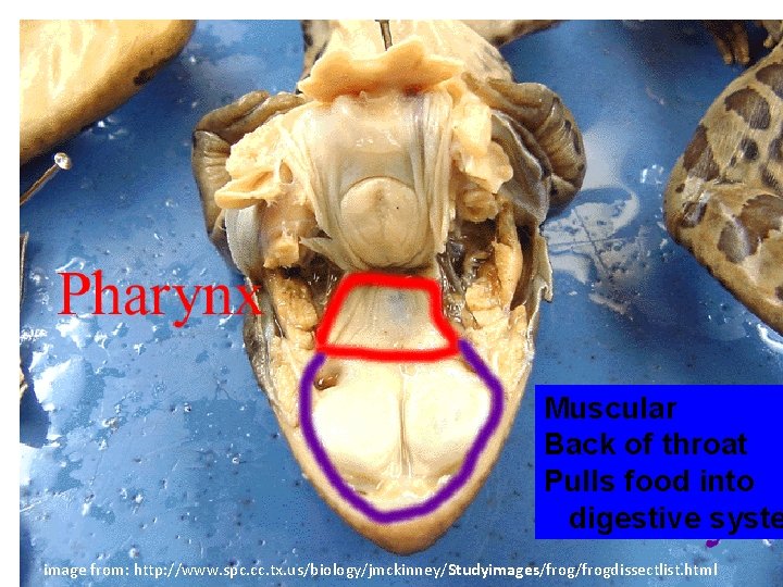 Muscular Back of throat Pulls food into digestive syste image from: http: //www. spc.