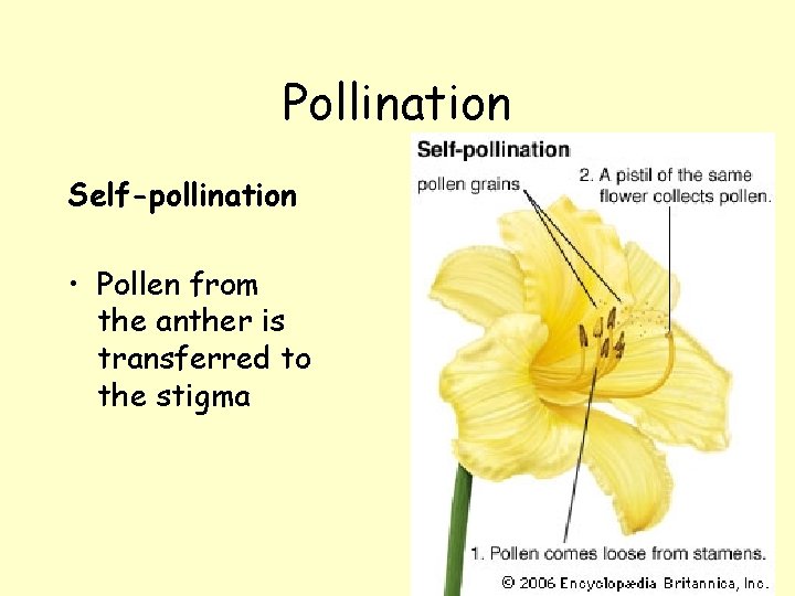 Pollination Self-pollination • Pollen from the anther is transferred to the stigma 