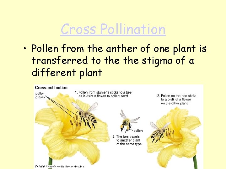 Cross Pollination • Pollen from the anther of one plant is transferred to the