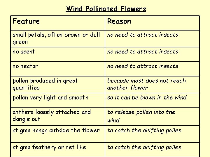 Wind Pollinated Flowers Feature Reason small petals, often brown or dull green no need