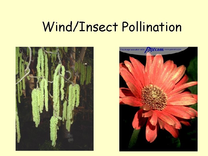 Wind/Insect Pollination 