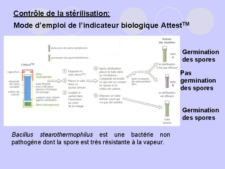 Contrôle de la stérilisation: Mode d’emploi de l’indicateur biologique Attest. TM Germination des spores