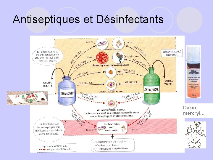 Antiseptiques et Désinfectants Dakin, mercryl… 