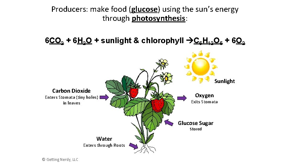 Producers: make food (glucose) using the sun’s energy through photosynthesis: 6 CO 2 +