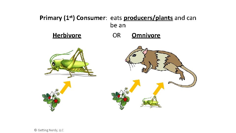 Primary (1 st) Consumer: eats producers/plants and can be an Herbivore OR Omnivore ©