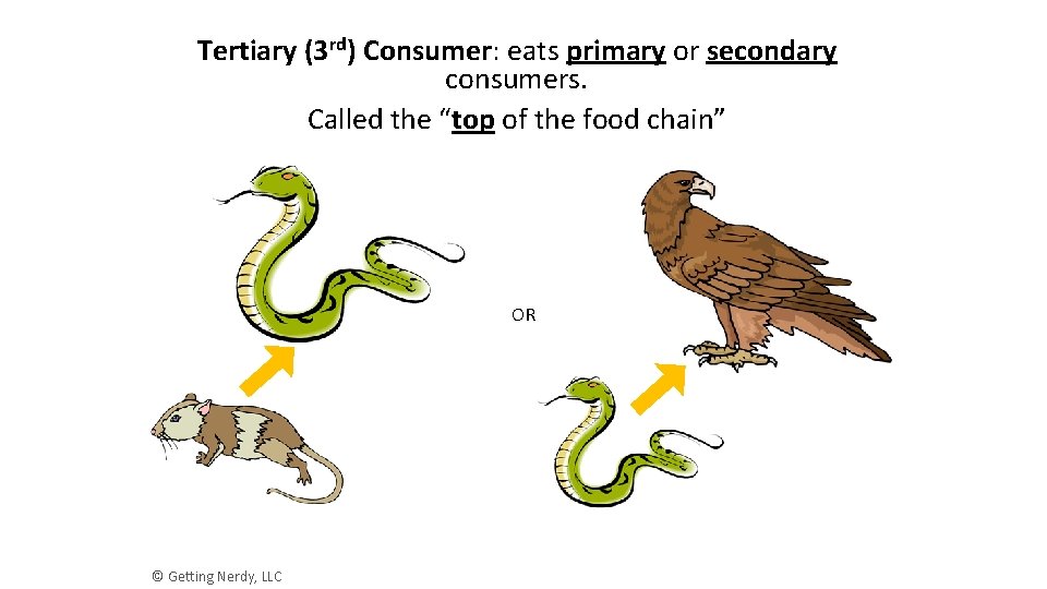 Tertiary (3 rd) Consumer: eats primary or secondary consumers. Called the “top of the