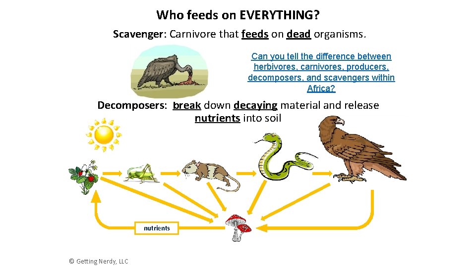 Who feeds on EVERYTHING? Scavenger: Carnivore that feeds on dead organisms. Can you tell