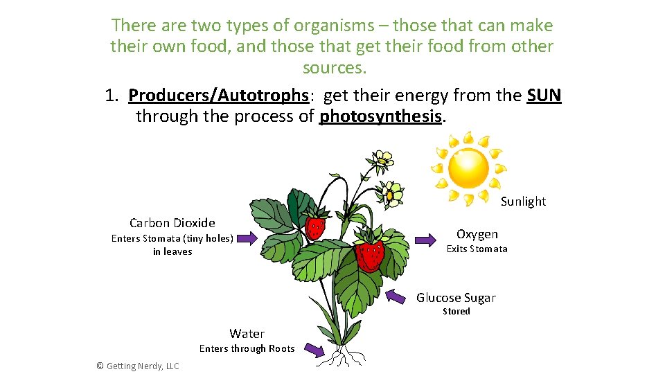 There are two types of organisms – those that can make their own food,
