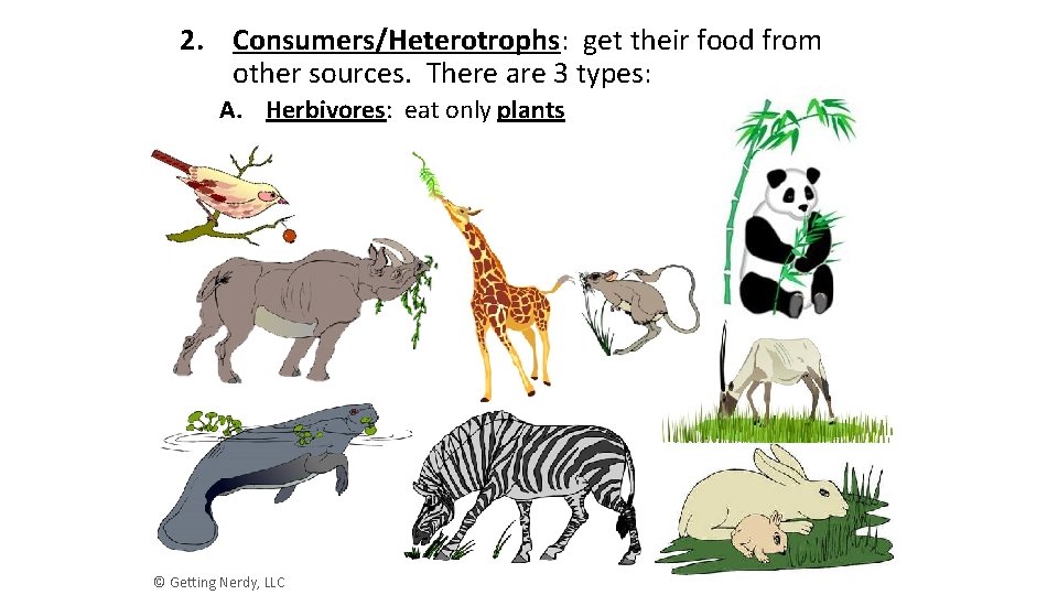 2. Consumers/Heterotrophs: get their food from other sources. There are 3 types: A. Herbivores: