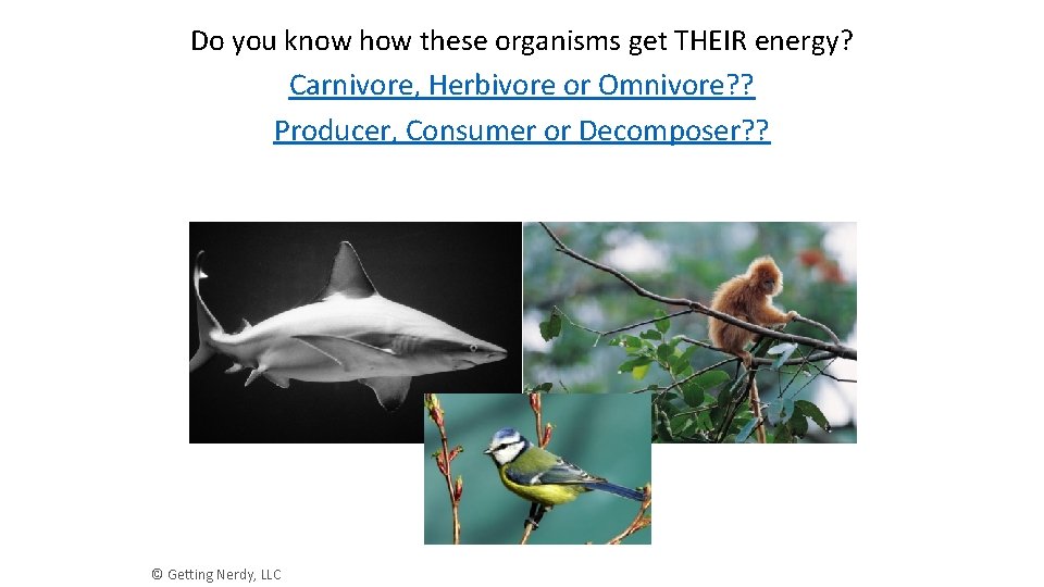 Do you know how these organisms get THEIR energy? Carnivore, Herbivore or Omnivore? ?