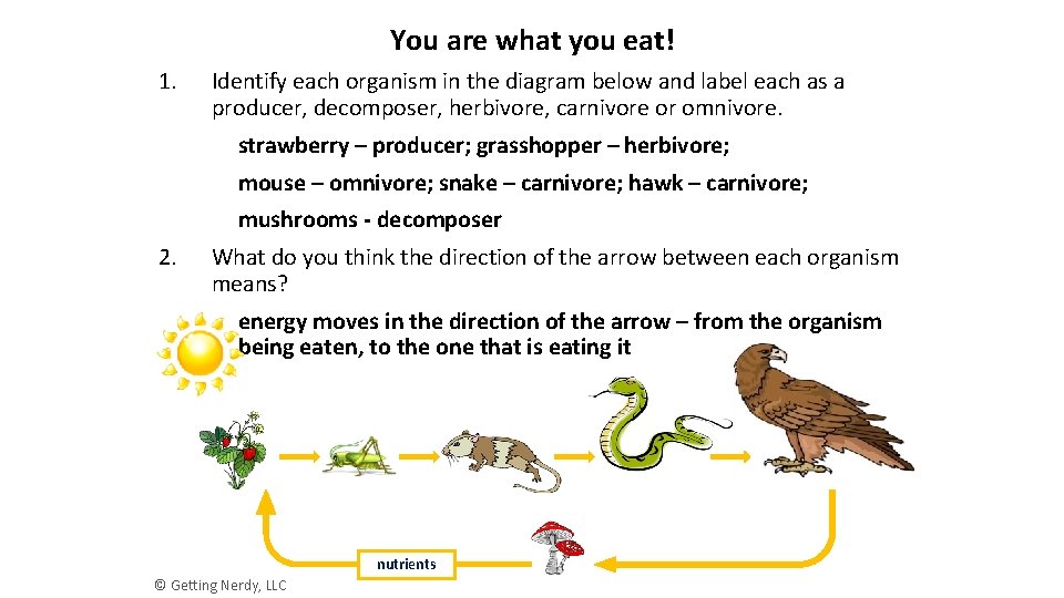 You are what you eat! 1. Identify each organism in the diagram below and