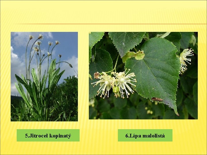 5. Jitrocel kopinatý 6. Lípa malolistá 