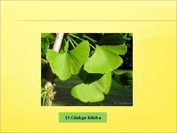 15. Ginkgo biloba 