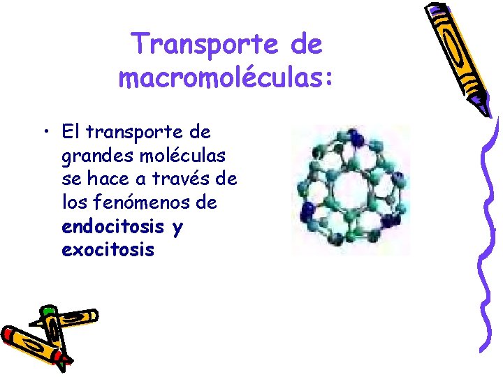 Transporte de macromoléculas: • El transporte de grandes moléculas se hace a través de