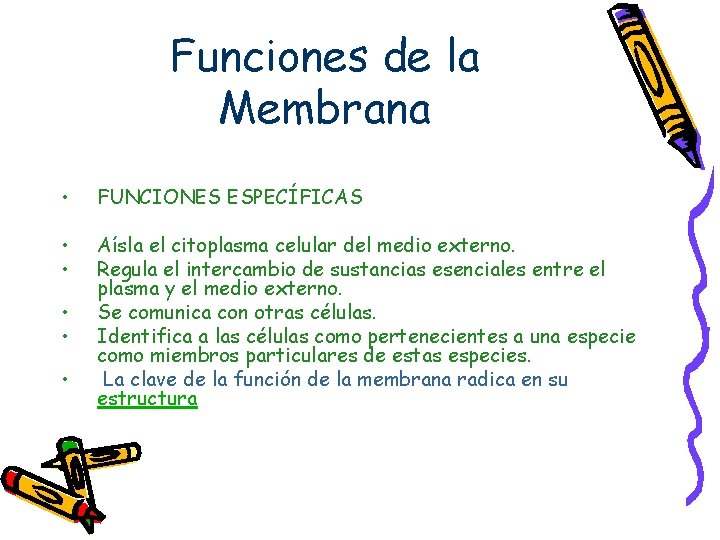 Funciones de la Membrana • FUNCIONES ESPECÍFICAS • • Aísla el citoplasma celular del