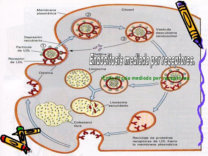  • Endocitosis mediada por receptores. 