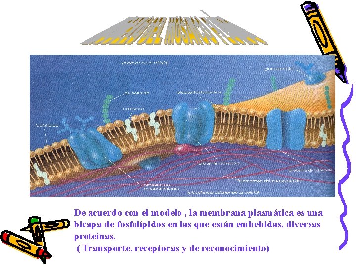 De acuerdo con el modelo , la membrana plasmática es una bicapa de fosfolípidos