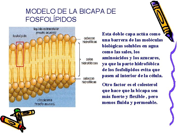 MODELO DE LA BICAPA DE FOSFOLÍPIDOS Esta doble capa actúa como una barrera de