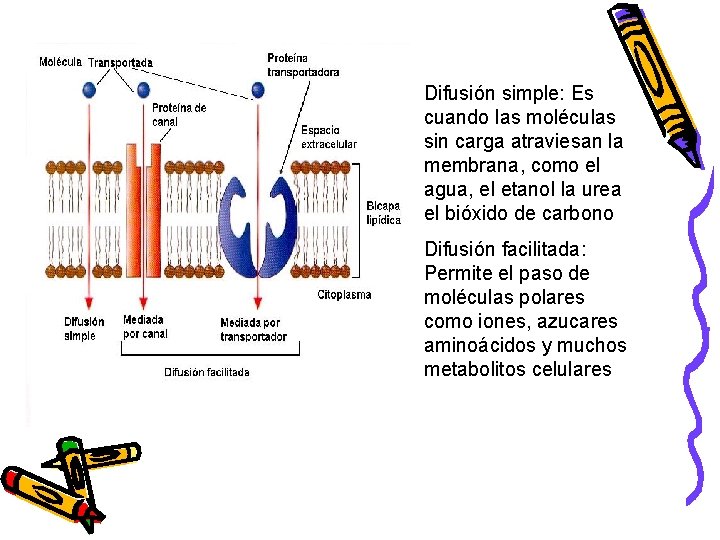 Difusión simple: Es cuando las moléculas sin carga atraviesan la membrana, como el agua,