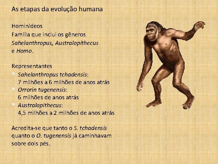 As etapas da evolução humana Hominídeos Família que inclui os gêneros Sahelanthropus, Australopithecus e