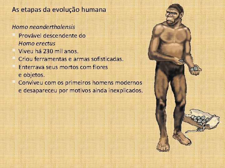 As etapas da evolução humana Homo neanderthalensis § Provável descendente do Homo erectus §