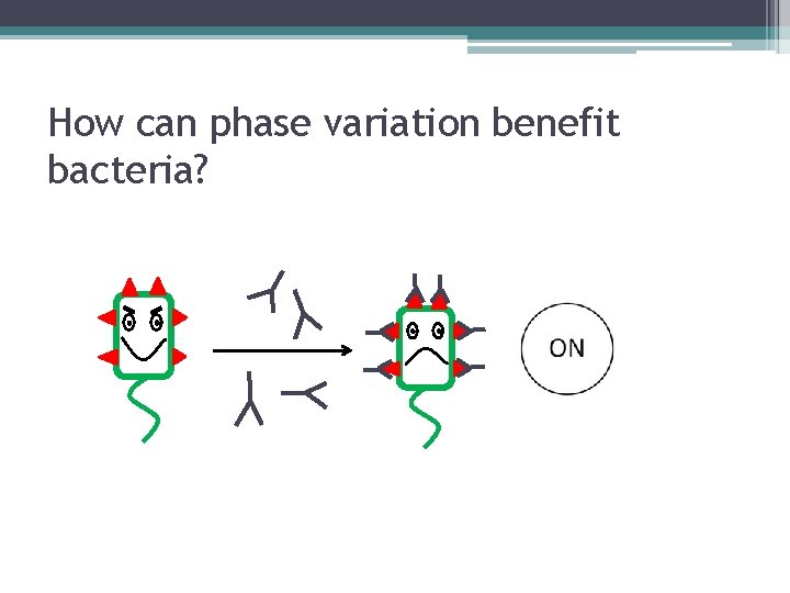 How can phase variation benefit bacteria? 