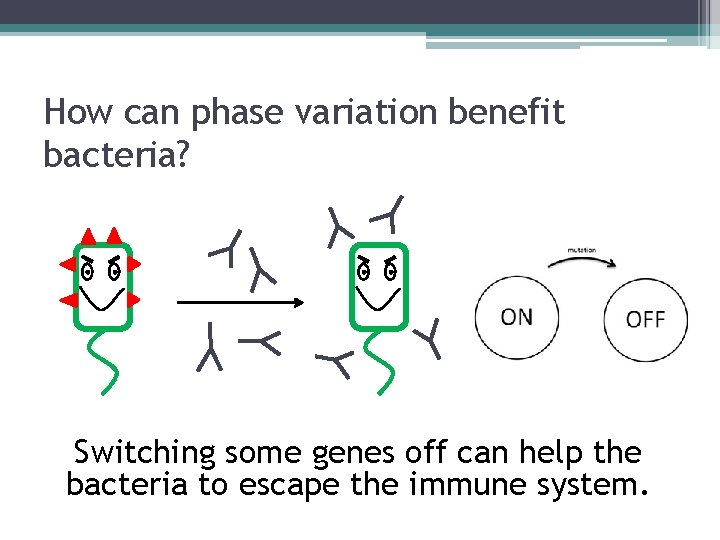 How can phase variation benefit bacteria? Switching some genes off can help the bacteria