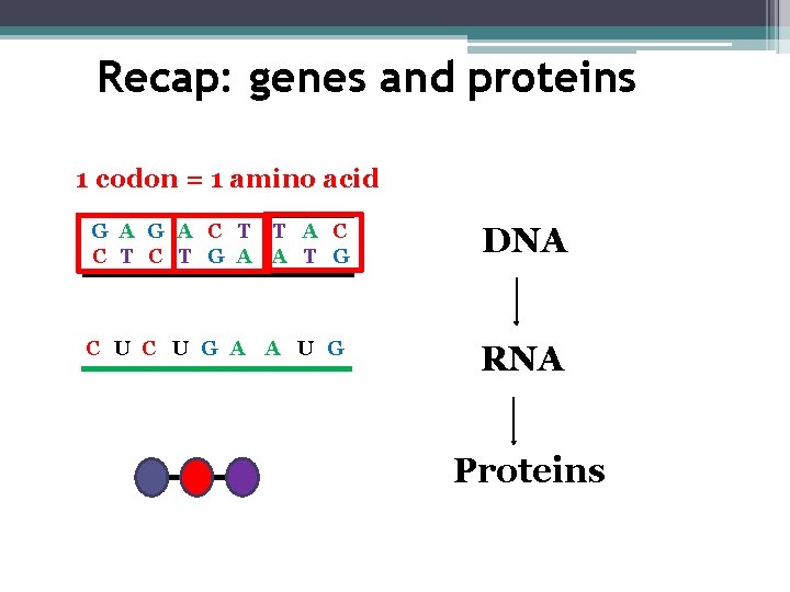 Recap: genes and proteins 1 codon = 1 amino acid G A C T