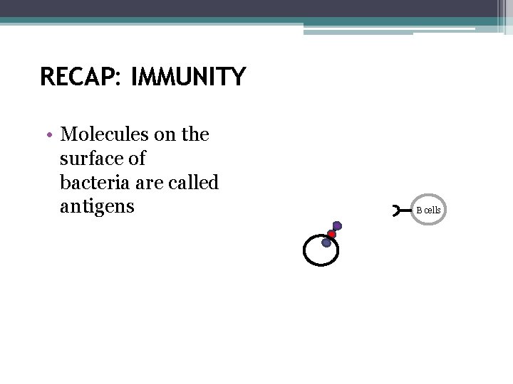 RECAP: IMMUNITY • Molecules on the surface of bacteria are called antigens B cells