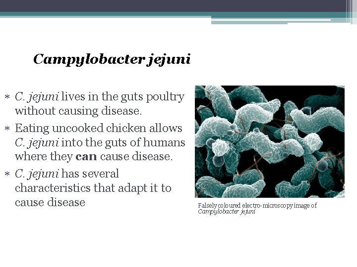 Campylobacter jejuni C. jejuni lives in the guts poultry without causing disease. Eating uncooked
