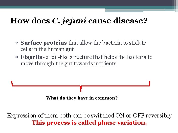 How does C. jejuni cause disease? Surface proteins that allow the bacteria to stick